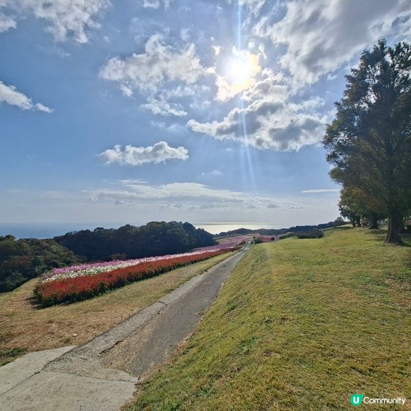 ✨️淡路島花園打卡攻略🌸 超靚花海等你嚟🤩 
