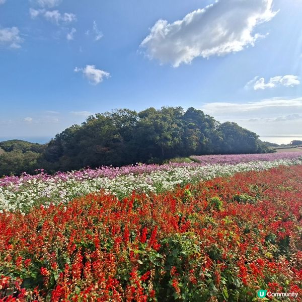 ✨️淡路島花園打卡攻略🌸 超靚花海等你嚟🤩 