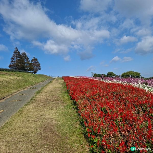 ✨️淡路島花園打卡攻略🌸 超靚花海等你嚟🤩 