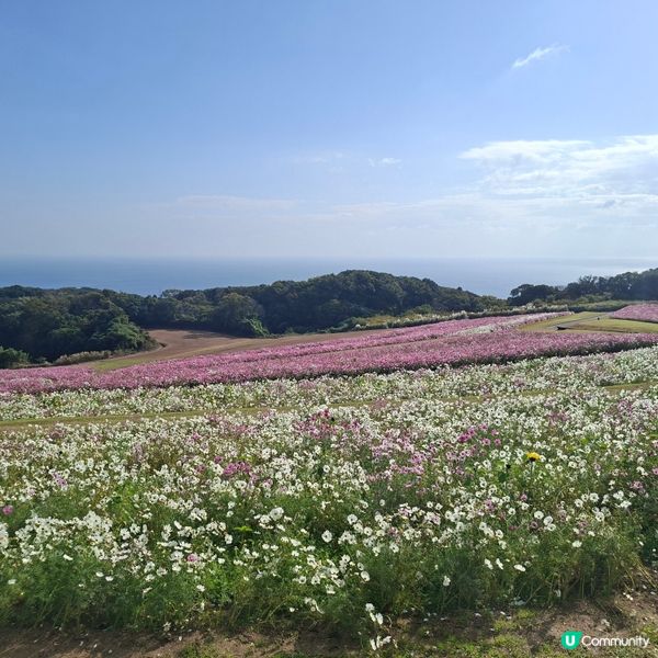 ✨️淡路島花園打卡攻略🌸 超靚花海等你嚟🤩 