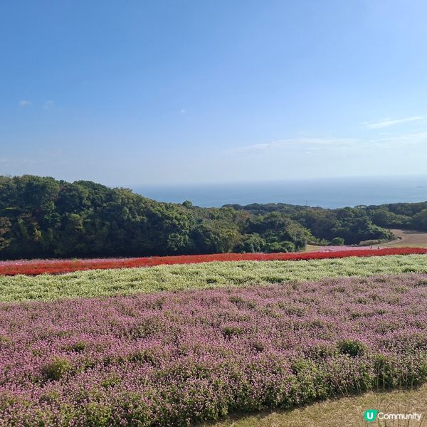 ✨️淡路島花園打卡攻略🌸 超靚花海等你嚟🤩 