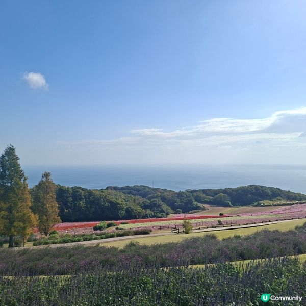 ✨️淡路島花園打卡攻略🌸 超靚花海等你嚟🤩 