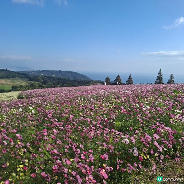 ✨️淡路島花園打卡攻略🌸 超靚花海等你嚟🤩 