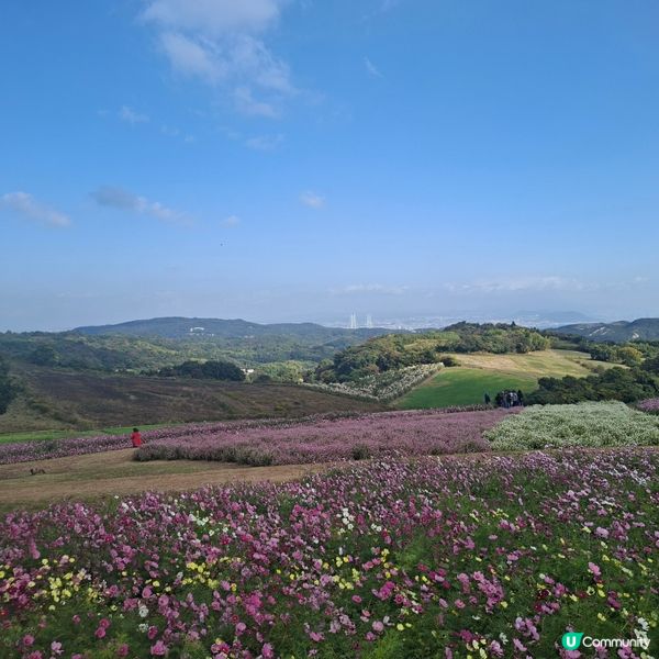 ✨️淡路島花園打卡攻略🌸 超靚花海等你嚟🤩 