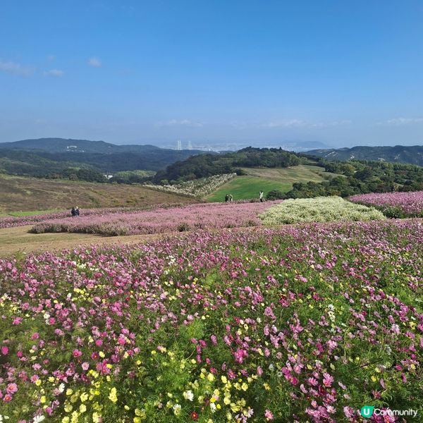 ✨️淡路島花園打卡攻略🌸 超靚花海等你嚟🤩 