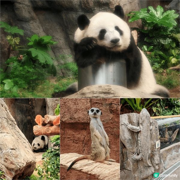我會介紹去海洋公園, 除咗大熊貓,其實仲有好多機動遊戲, 企...