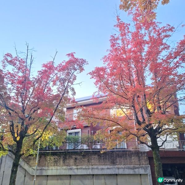 ✨️大阪秋季限定😍三色彩道🍁📸 靚到爆🥳