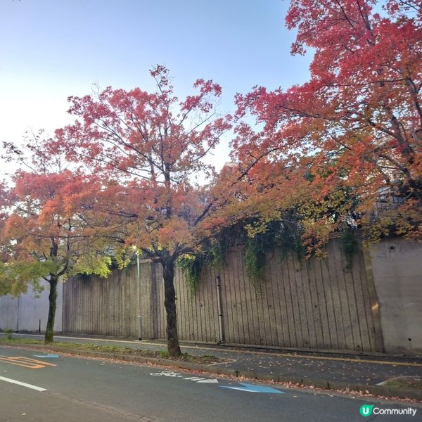 ✨️大阪秋季限定😍三色彩道🍁📸 靚到爆🥳