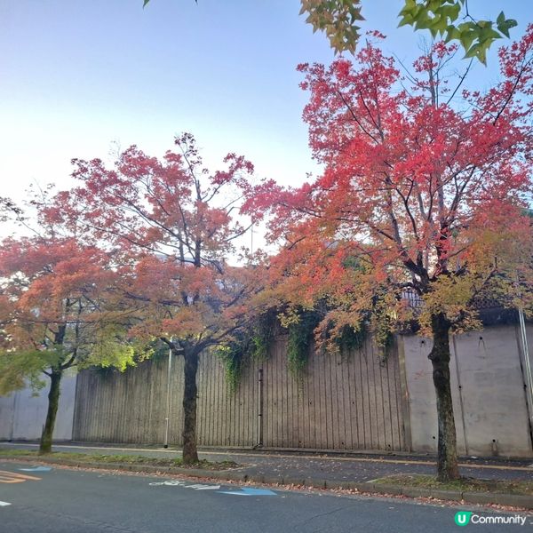 ✨️大阪秋季限定😍三色彩道🍁📸 靚到爆🥳