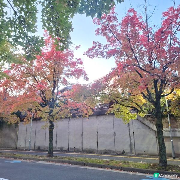 ✨️大阪秋季限定😍三色彩道🍁📸 靚到爆🥳