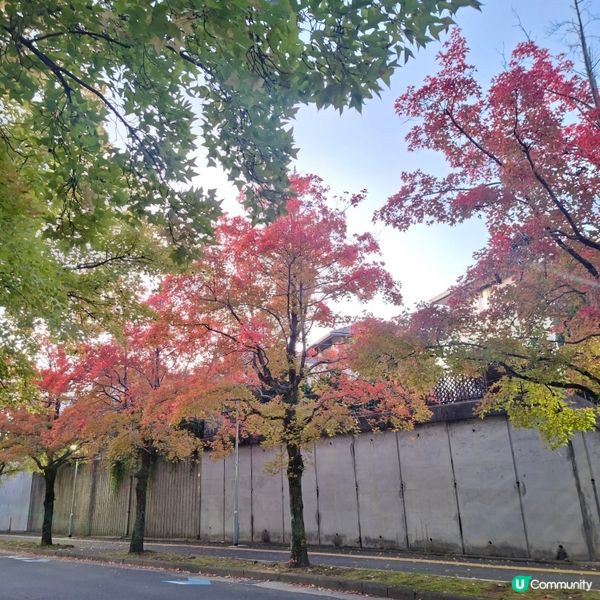 ✨️大阪秋季限定😍三色彩道🍁📸 靚到爆🥳