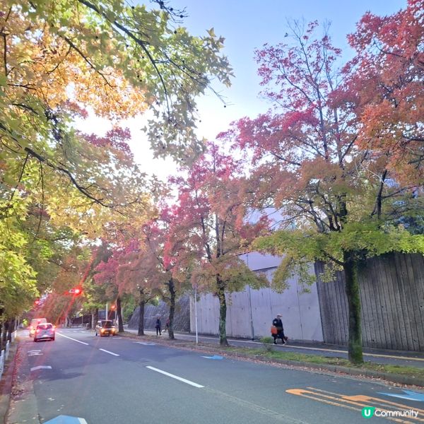 ✨️大阪秋季限定😍三色彩道🍁📸 靚到爆🥳