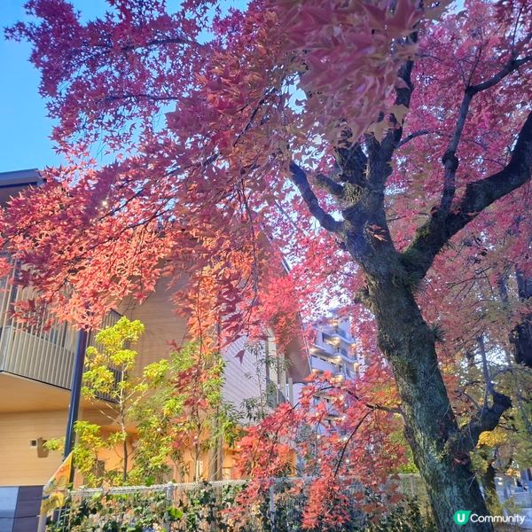 ✨️大阪秋季限定😍三色彩道🍁📸 靚到爆🥳