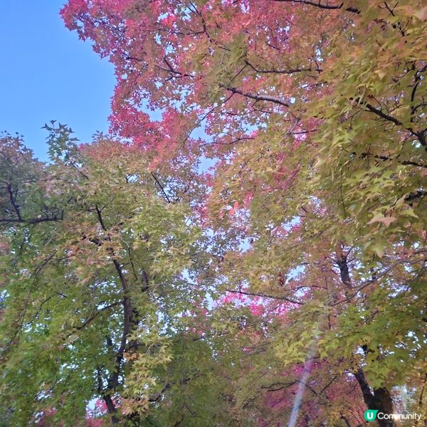 ✨️大阪秋季限定😍三色彩道🍁📸 靚到爆🥳