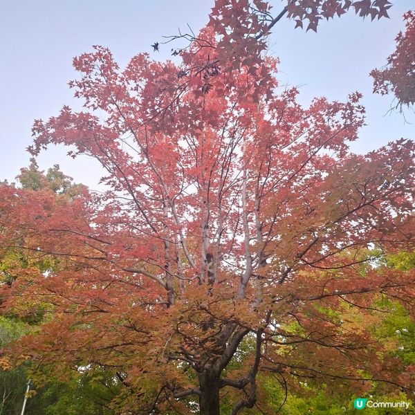 ✨️大阪秋季限定😍三色彩道🍁📸 靚到爆🥳