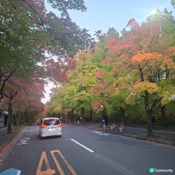 ✨️大阪秋季限定😍三色彩道🍁📸 靚到爆🥳