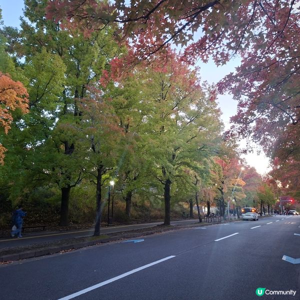 ✨️大阪秋季限定😍三色彩道🍁📸 靚到爆🥳