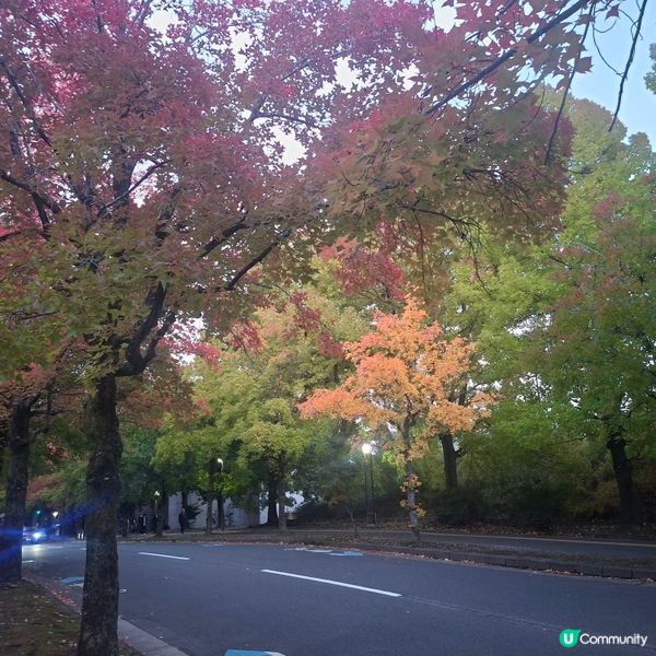 ✨️大阪秋季限定😍三色彩道🍁📸 靚到爆🥳