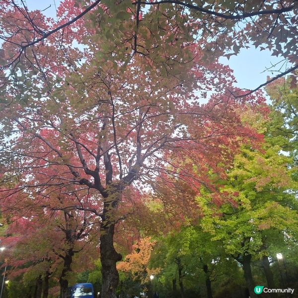 ✨️大阪秋季限定😍三色彩道🍁📸 靚到爆🥳