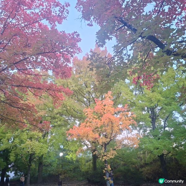 ✨️大阪秋季限定😍三色彩道🍁📸 靚到爆🥳