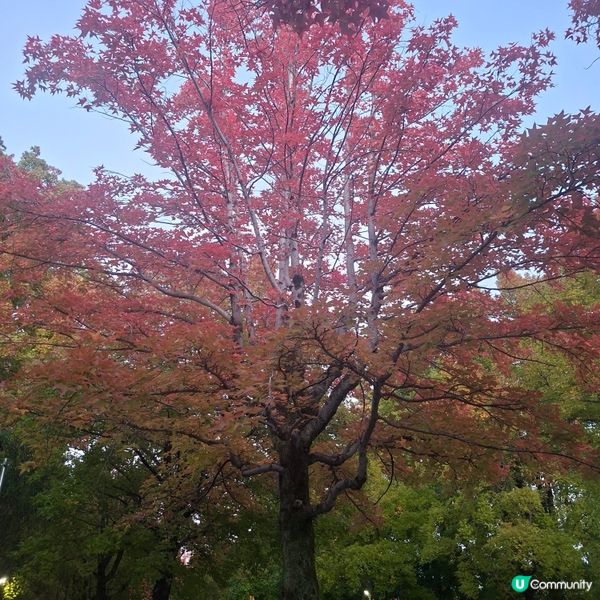 ✨️大阪秋季限定😍三色彩道🍁📸 靚到爆🥳