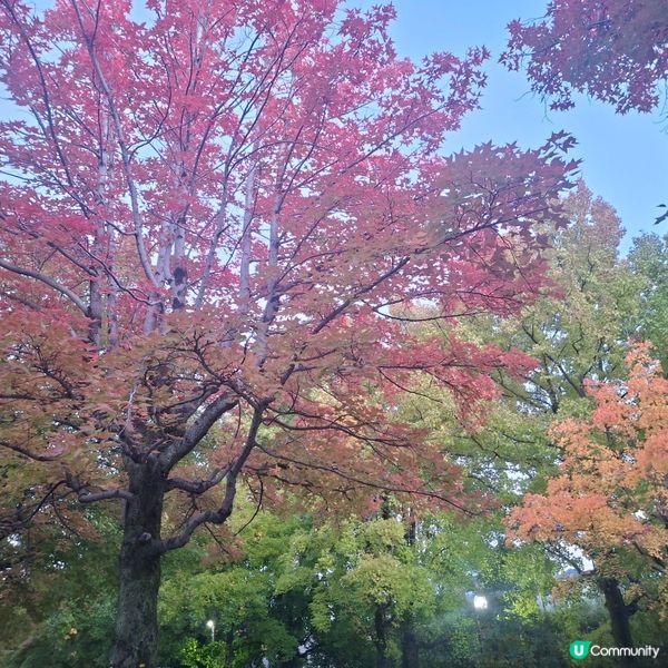 ✨️大阪秋季限定😍三色彩道🍁📸 靚到爆🥳