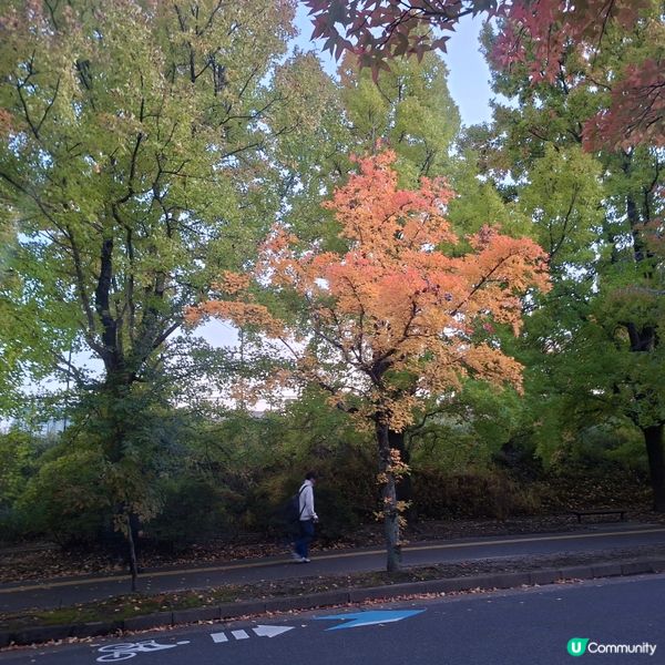 ✨️大阪秋季限定😍三色彩道🍁📸 靚到爆🥳