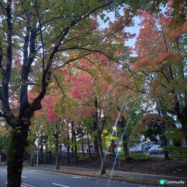 ✨️大阪秋季限定😍三色彩道🍁📸 靚到爆🥳