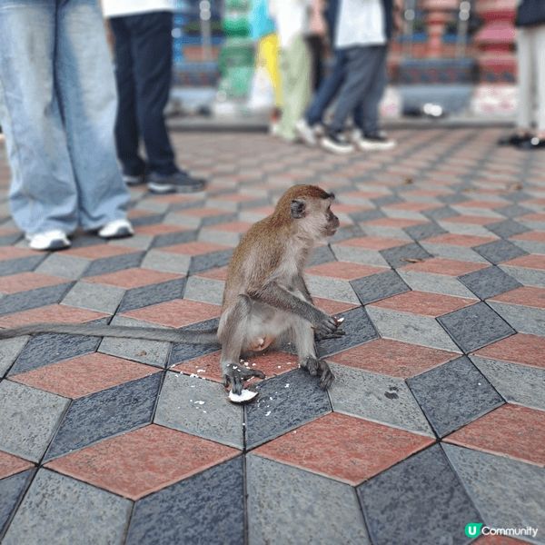 吉隆坡的黑風洞又名”彩虹階梯”‘，‘猴子樂園，而黑風洞也體現...