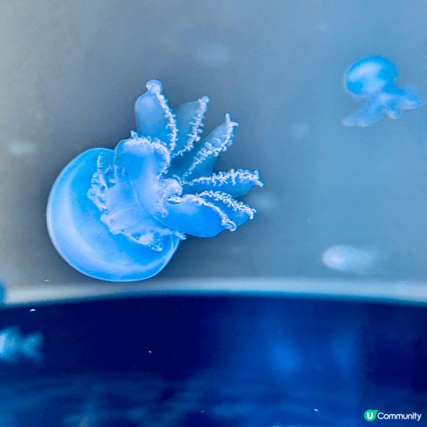 台中海洋館建築獨特，有巨型水母池、全台唯一室内人工濕地等，光...