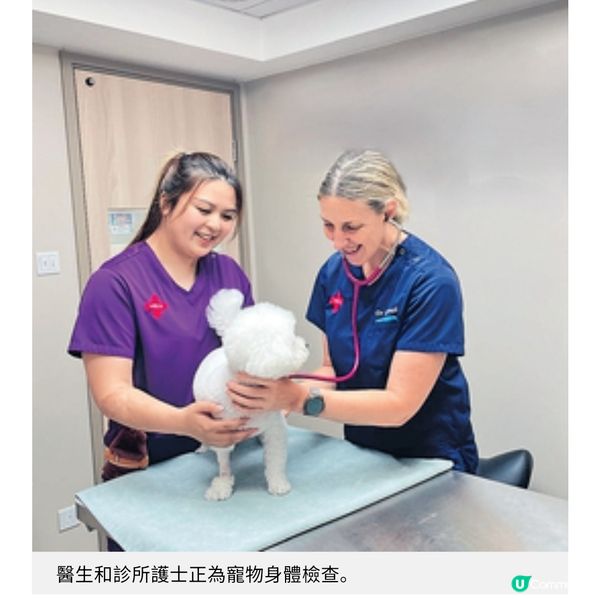 蘇格蘭獸醫體會港人熱愛寵物讓病危動物重拾健康是最大動力
