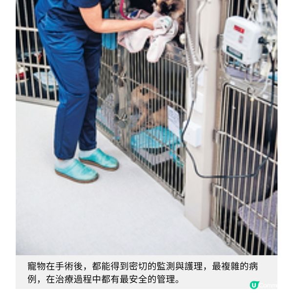 蘇格蘭獸醫體會港人熱愛寵物讓病危動物重拾健康是最大動力