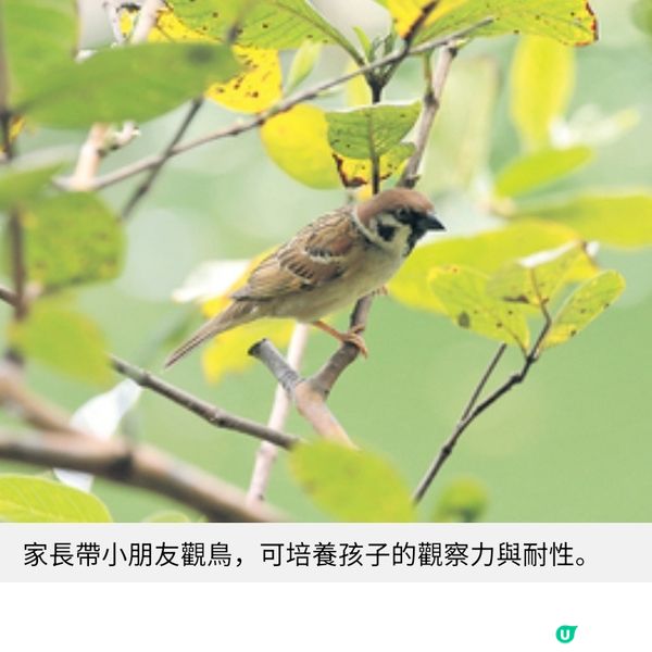 投入繪本學習觀鳥 實景聽故事傳達盼望力量