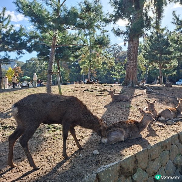 奈良公園餵鹿攻略🦌 點頭鹿仔超可愛😍