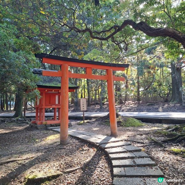奈良公園餵鹿攻略🦌 點頭鹿仔超可愛😍