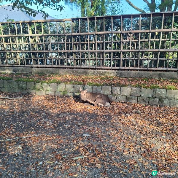 奈良公園餵鹿攻略🦌 點頭鹿仔超可愛😍