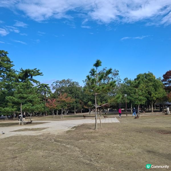奈良公園餵鹿攻略🦌 點頭鹿仔超可愛😍