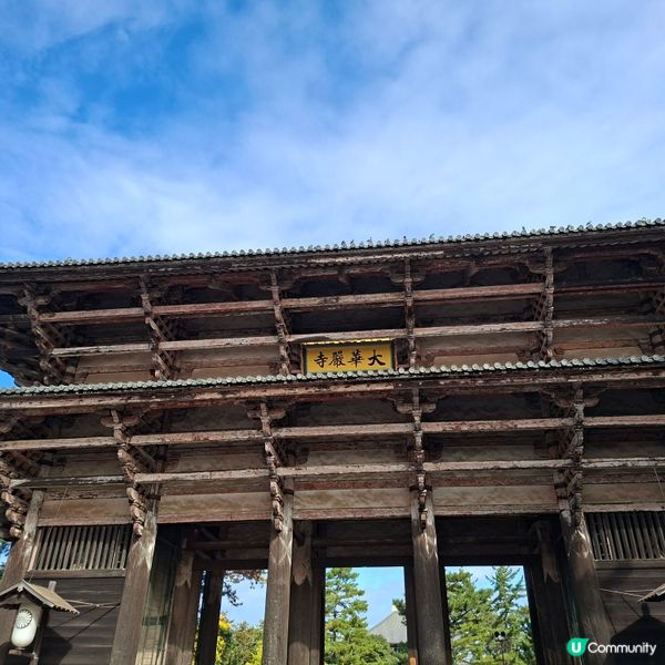 奈良公園餵鹿攻略🦌 點頭鹿仔超可愛😍