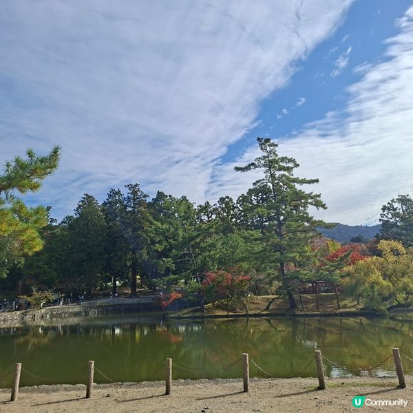 奈良公園餵鹿攻略🦌 點頭鹿仔超可愛😍