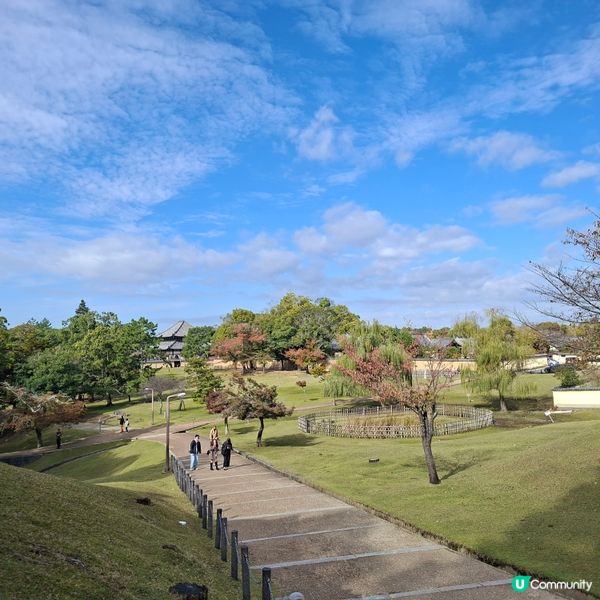 奈良公園餵鹿攻略🦌 點頭鹿仔超可愛😍
