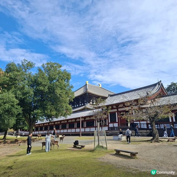 奈良公園餵鹿攻略🦌 點頭鹿仔超可愛😍