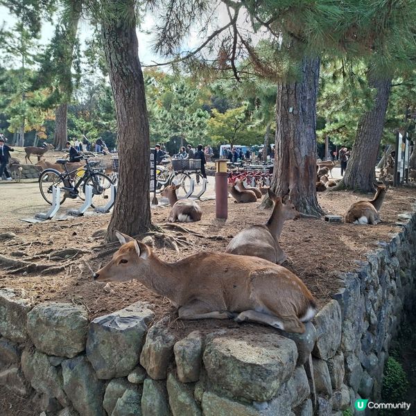 奈良公園餵鹿攻略🦌 點頭鹿仔超可愛😍