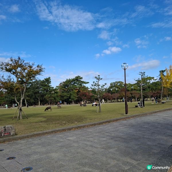 奈良公園餵鹿攻略🦌 點頭鹿仔超可愛😍