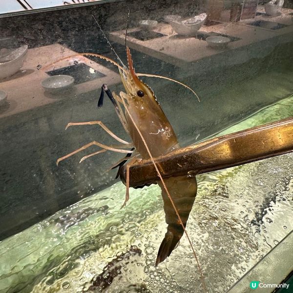 任夾活蝦🦐超多膏😍泰式高質火鍋火鍋