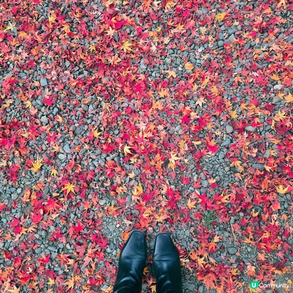 京都紅葉🍁秘境,靜心行走毘沙門堂❤️