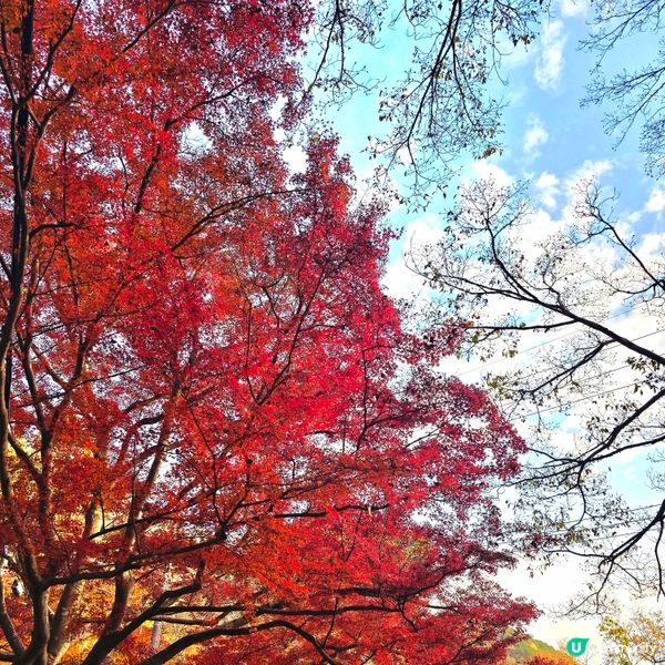 京都紅葉🍁秘境,靜心行走毘沙門堂❤️