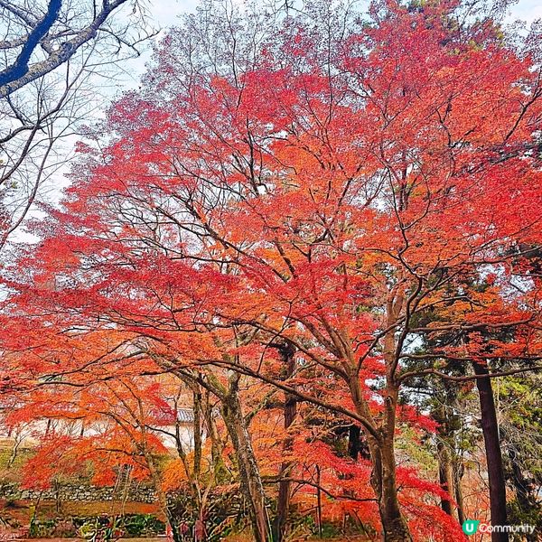 京都紅葉🍁秘境,靜心行走毘沙門堂❤️