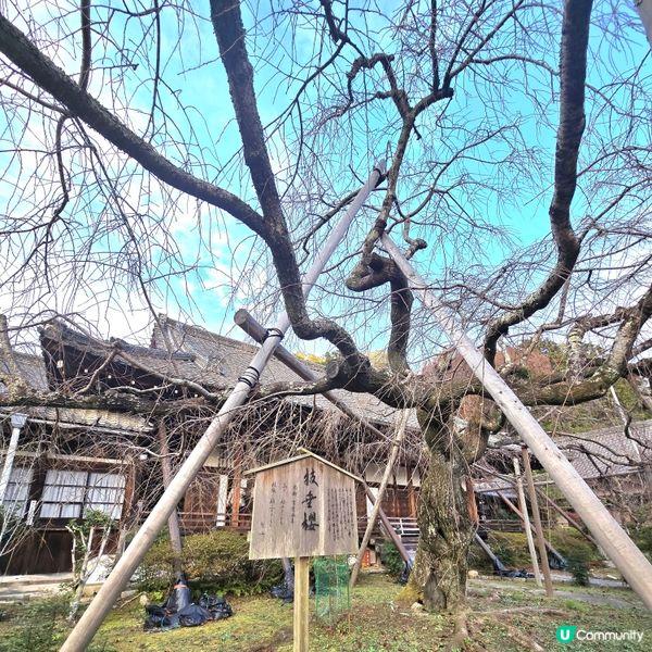 京都紅葉🍁秘境,靜心行走毘沙門堂❤️