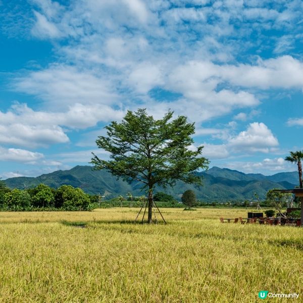 🌾逃離繁囂，清遠~隱世稻香書院