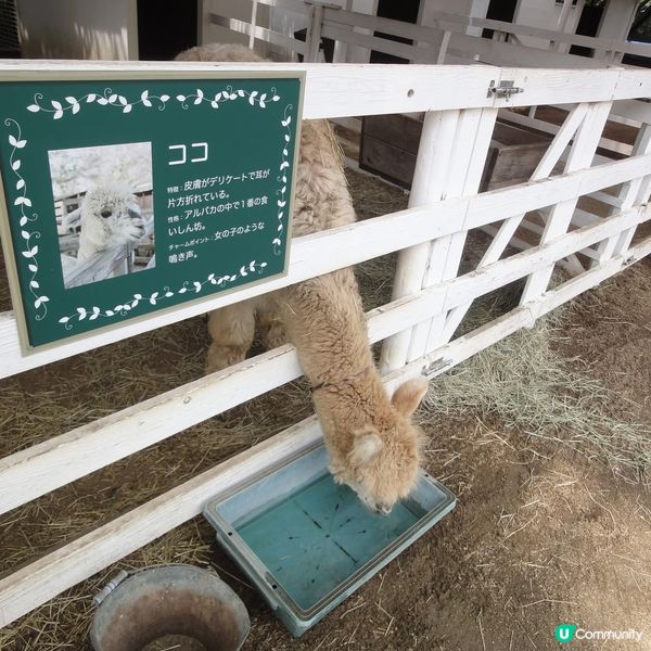 淡路島廢校變身！🏫 食買玩全攻略！😋